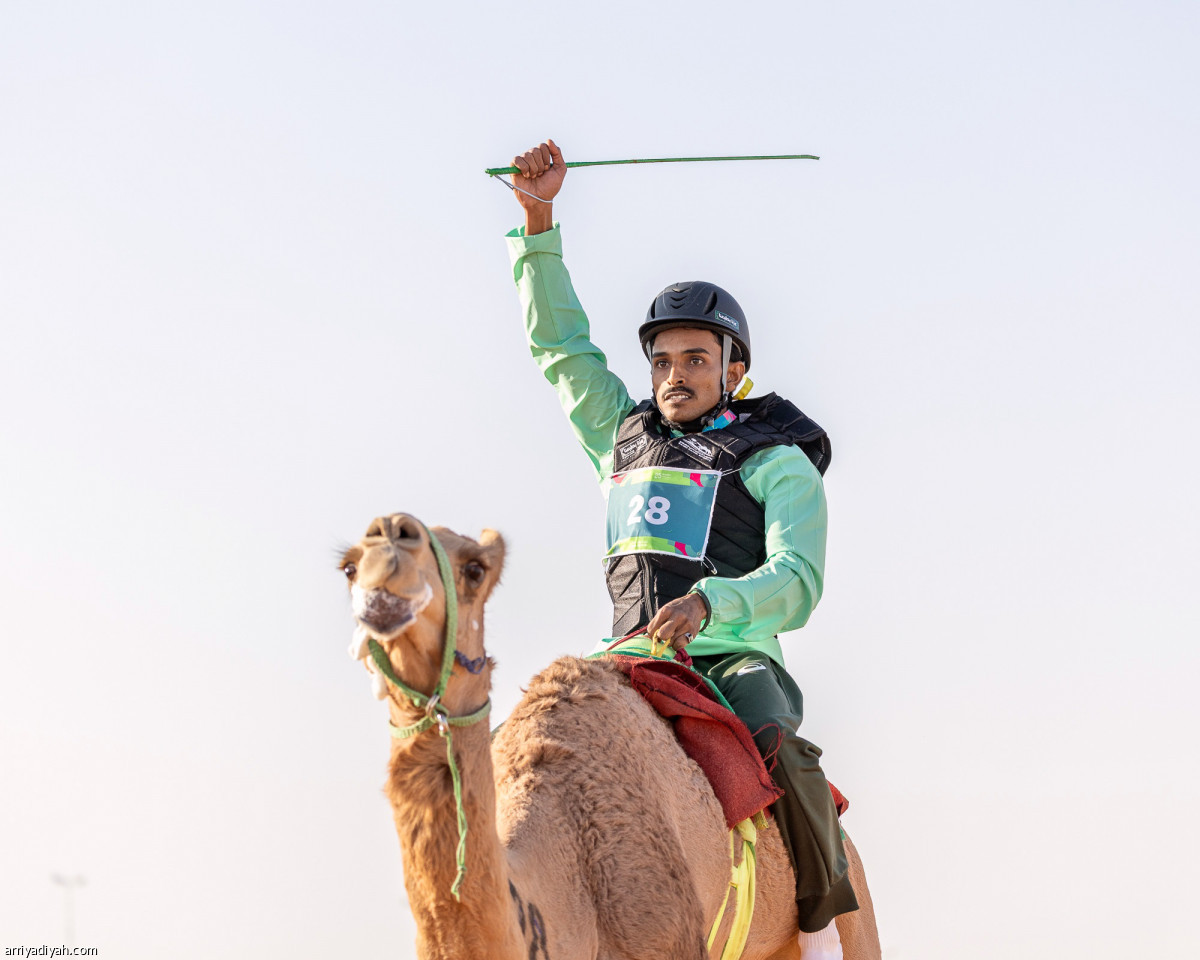 الهجن .. سيطرة سعودية