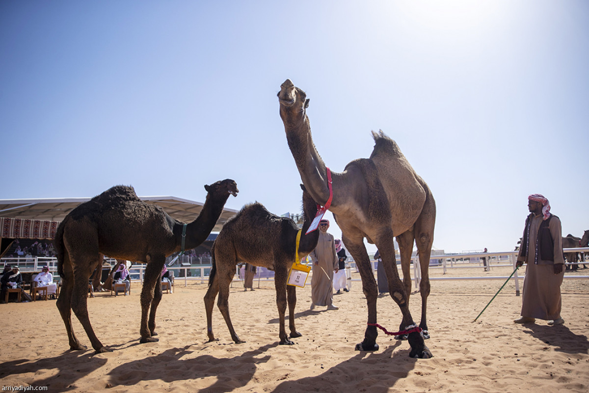 شوط الفحل المنتج