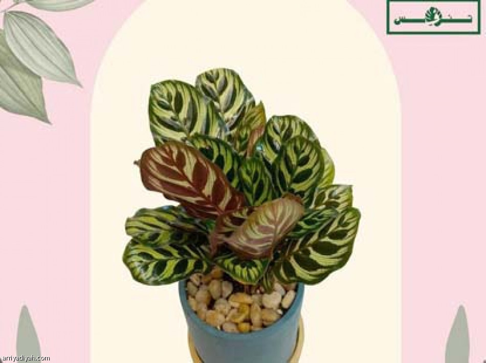 القدوة
تطلق «تنفس»